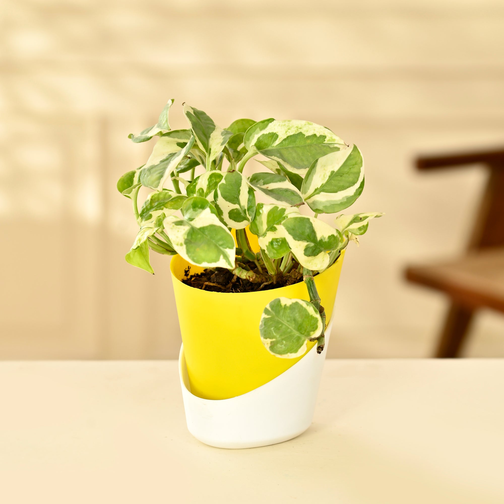 pots for golden pothos Golden Pothos Indoor Plant With Self Watering Pot – Nainileaf
