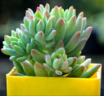 Sedum Pachyphyllum Plant - Nainileaf