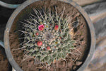 Melo Cactus - Nainileaf