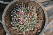 Melo Cactus - Nainileaf