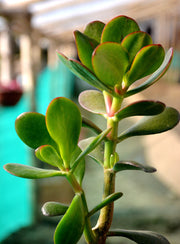 Kuberakshi Plant