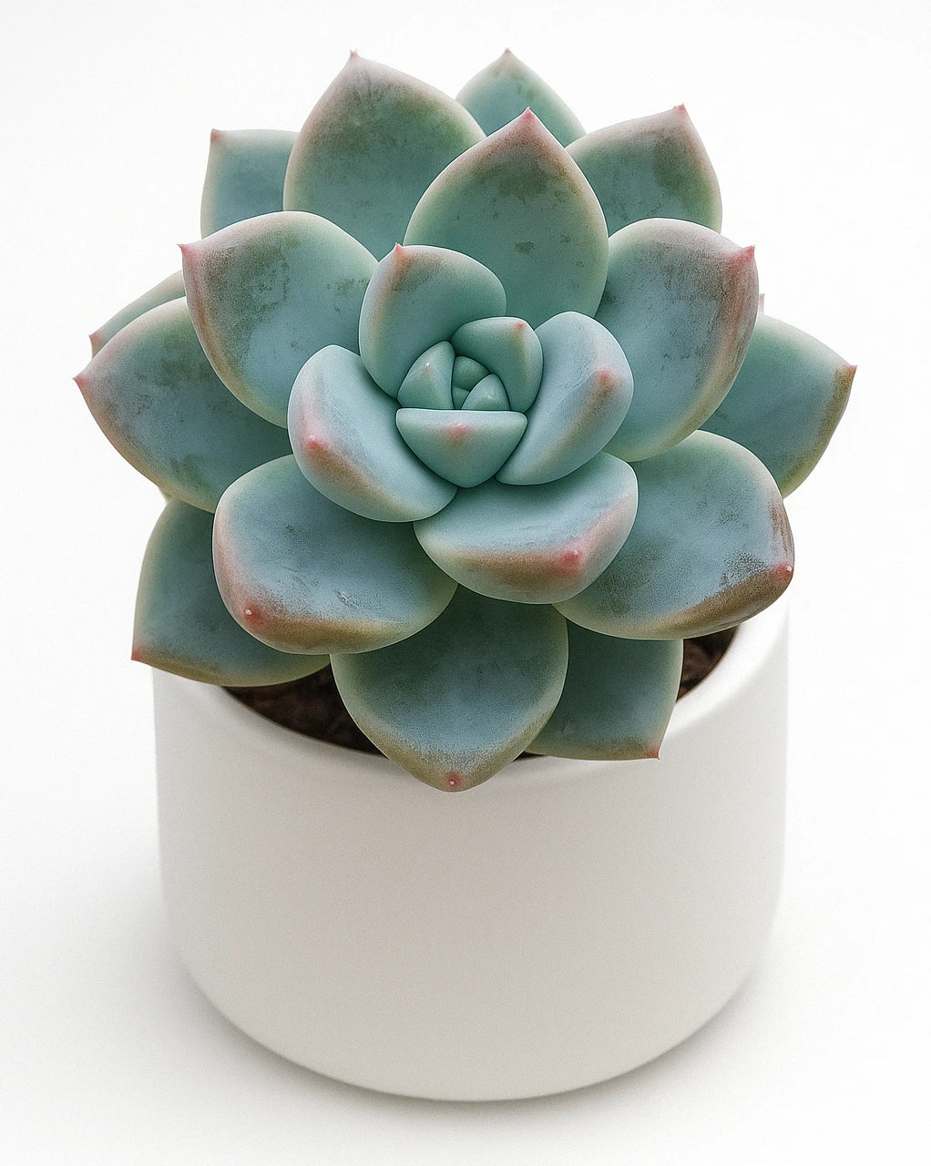 alba beauty succulent Echeveria Alba Beauty