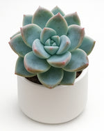 Green succulent plant in a white pot on a white background