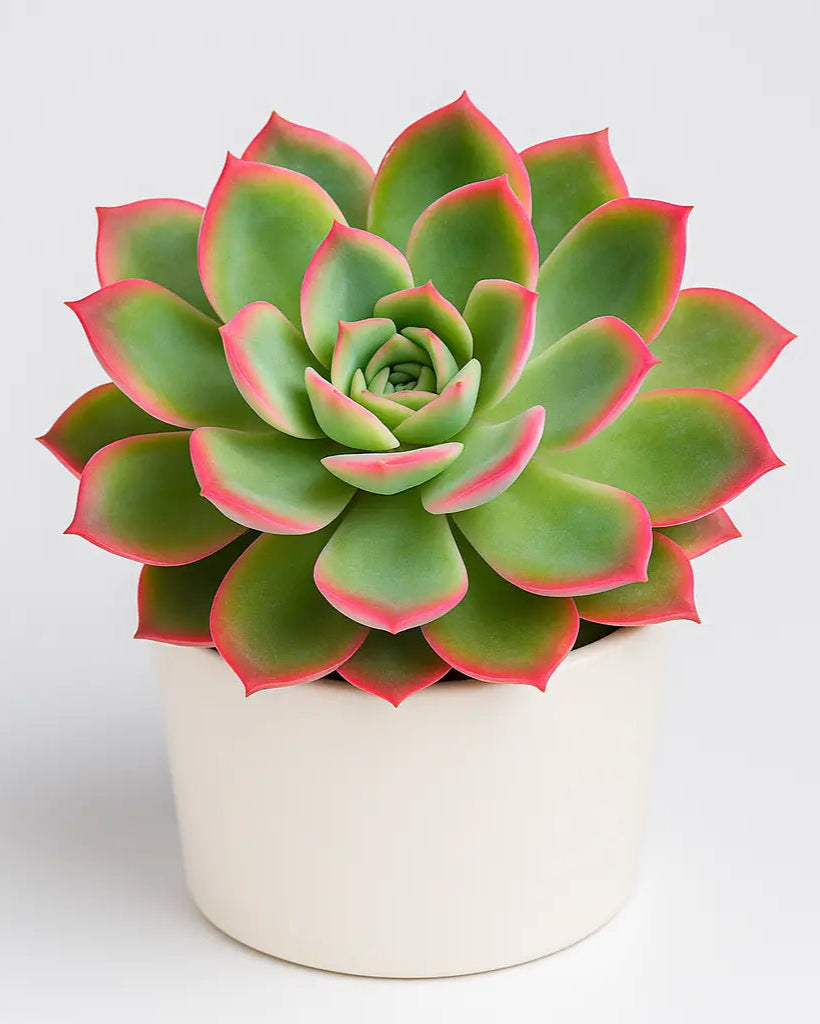 echeveria apus succulent plant Echeveria Apus Plant – Nainileaf