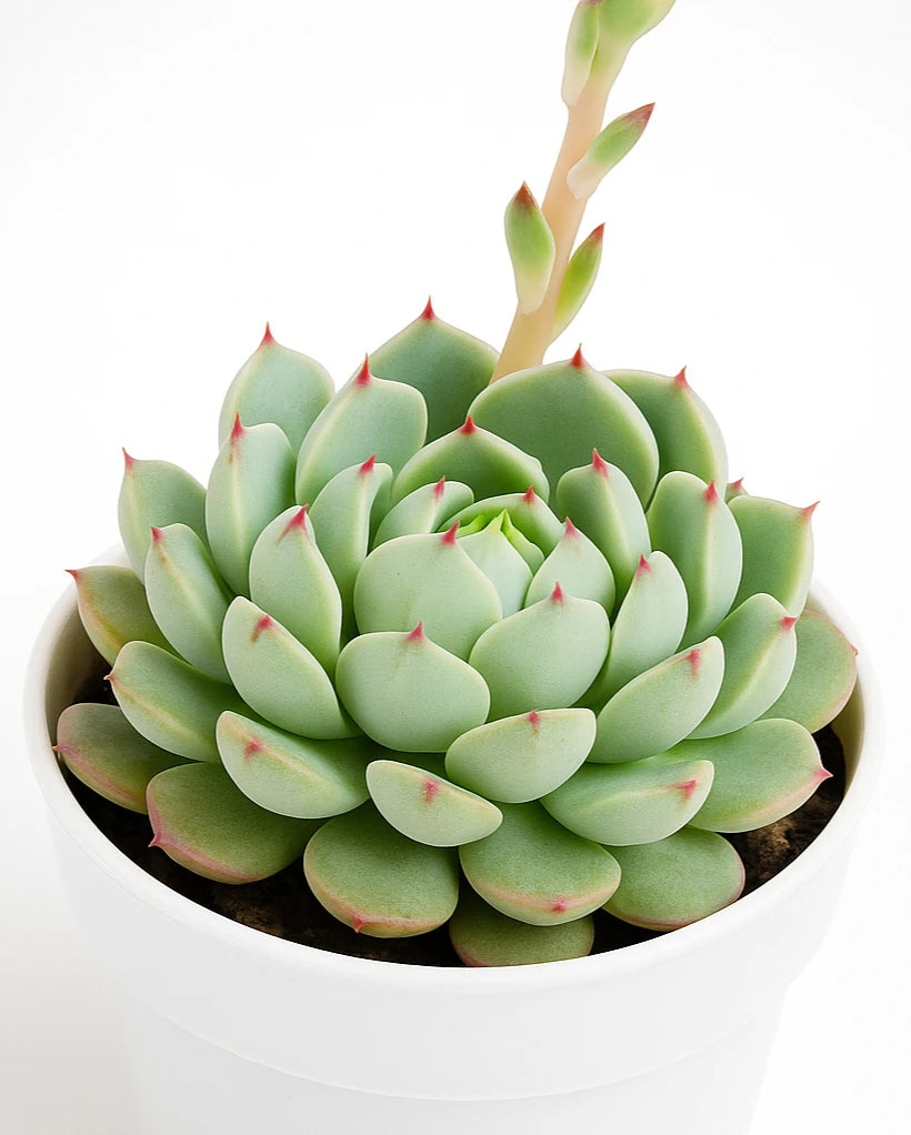 dondo succulent Echeveria 'Dondo' Plant – Nainileaf