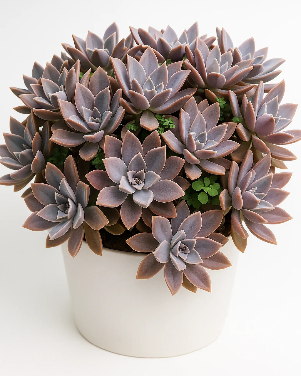 fred ives succulent for sale Graptoveria Fred Ives Plant – Nainileaf