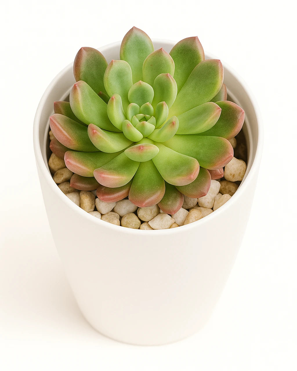 graptoveria olivia succulent Graptoveria Olivia Plant – Nainileaf