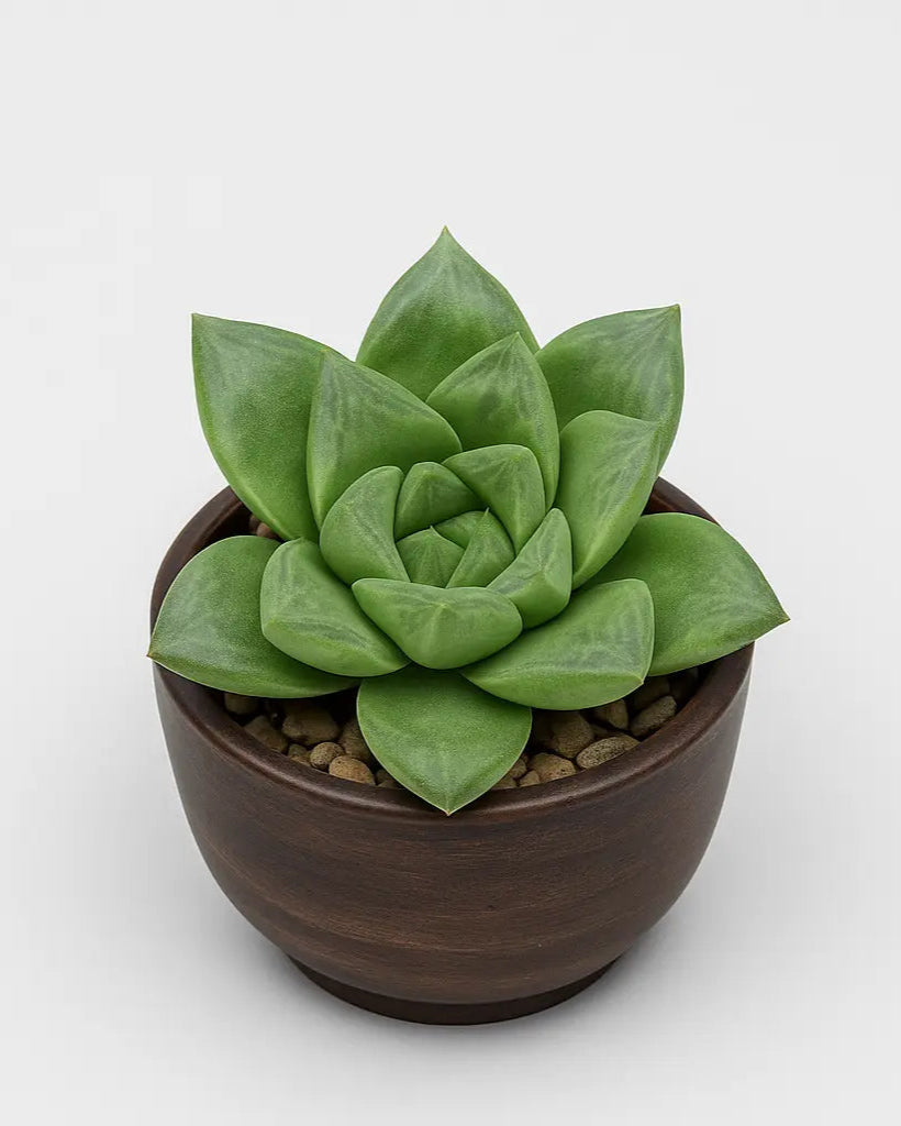 cuspidata succulent Haworthia Cuspidata Plant – Nainileaf
