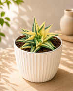 Haworthia Limifolia Verigated(Bare Rooted) - Nainileaf