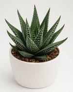 Haworthiopsis Attenuata ‘Concolor’ Plant - Nainileaf