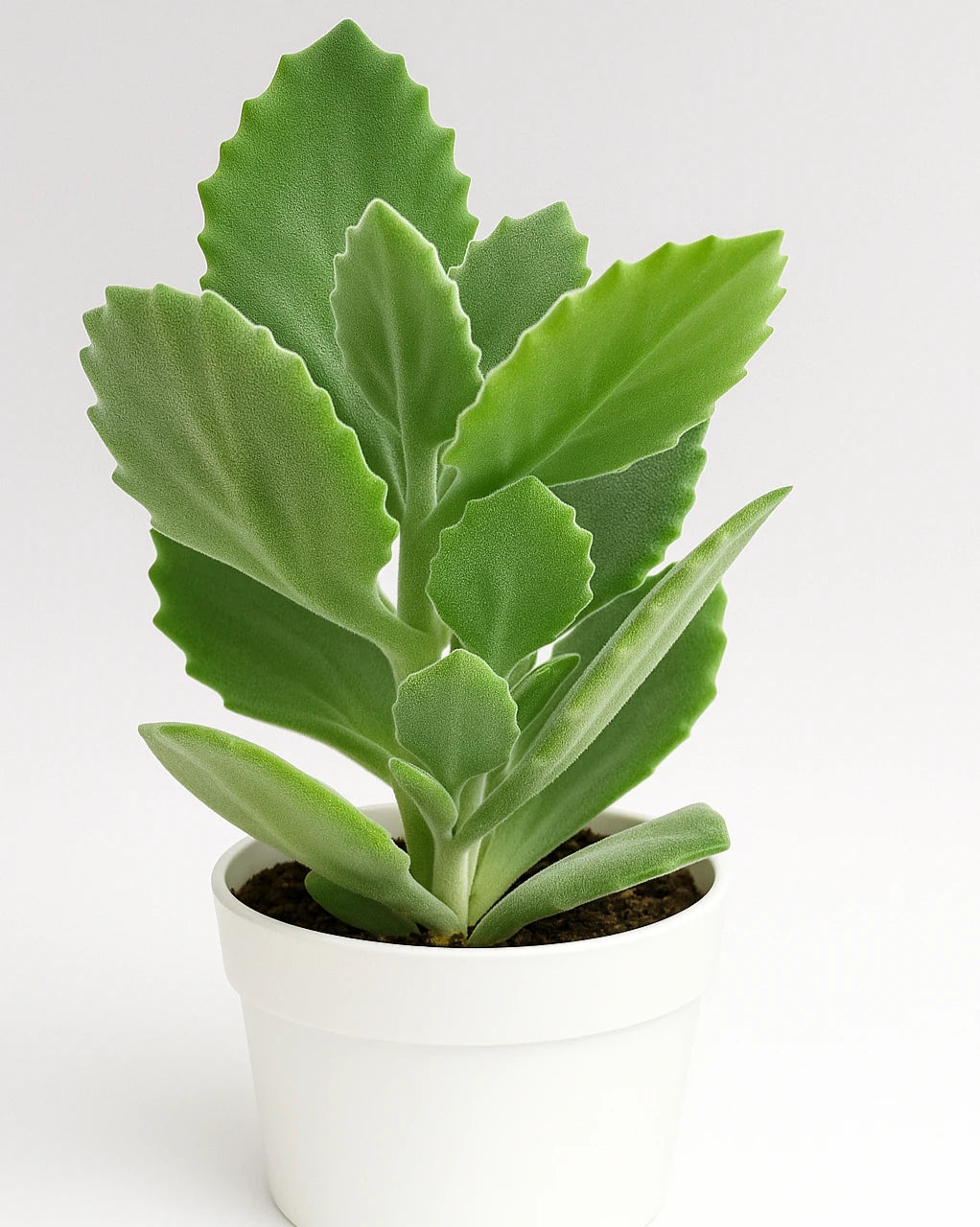 silver spoon succulent Kalanchoe Pumila Silver Spoon Plant – Nainileaf