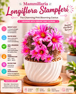 Mammillaria Longiflora Stampferi - Nainileaf