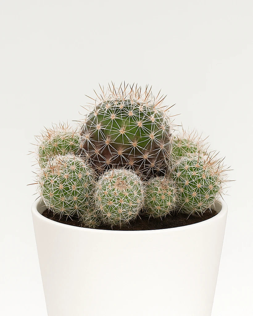 Mammillaria Yucatanensis – Nainileaf