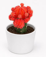 Moon Cactus - Orange (Grafted In India) - Nainileaf