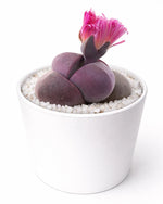 Pleiospilos nelii - Royal Flush Red (Exotic Variety) - Nainileaf