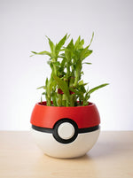 2 Layer Lucky Bamboo Plant With Pot - Nainileaf - Nainileaf