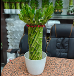 Lucky Wheel Bamboo Plant Small - Nainileaf - Nainileaf