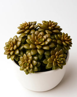 Sedum Cremnophila Plant
