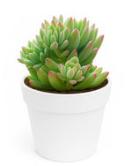 Sedum Pachyphyllum Plant - Nainileaf