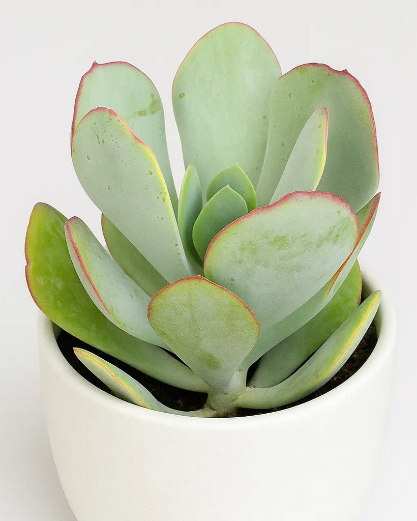 silver dollar jade plant for sale Crassula Arborescens Plant- Silver Dollar Jade – Nainileaf