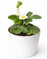 Strawberry Plant - Nainileaf