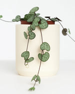 Green potted plant with heart-shaped leaves on a white background