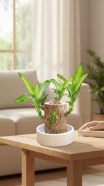 Brazilian Wood Potted Imported Indoor Plant - Nainileaf