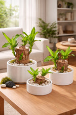 Brazilian Wood Potted Imported Indoor Plant - Nainileaf