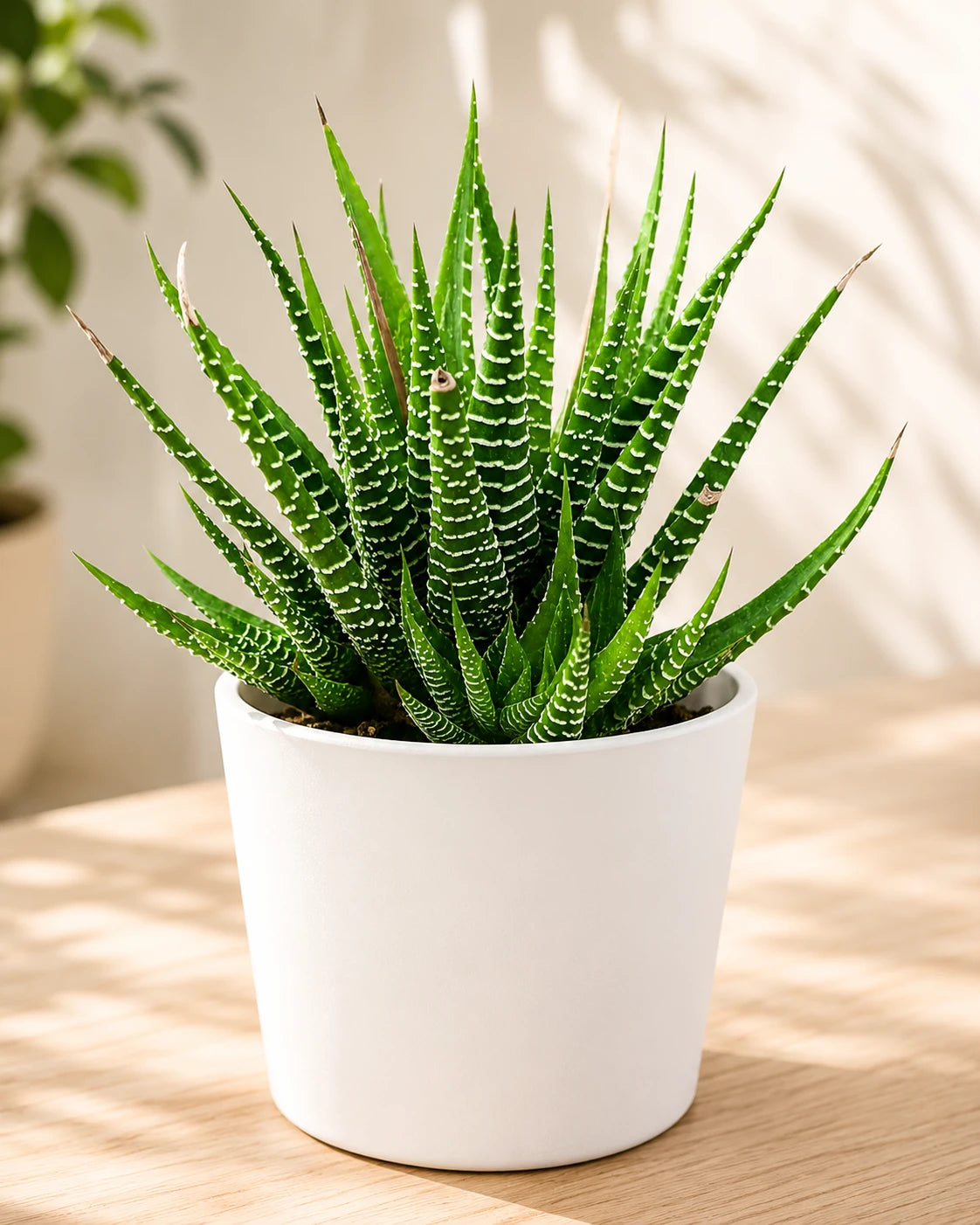 zebra succulent light Buy Zebra Haworthia Plant | Zebra Succulent Plant Online