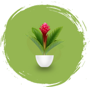 Artificial Plants