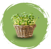 Basket Plants