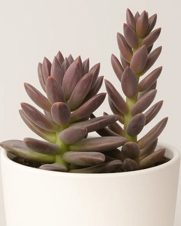 Graptosedum Alpenglow