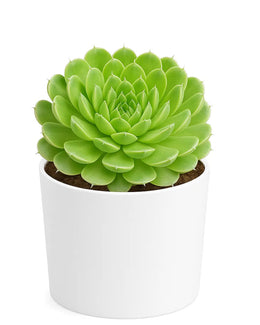 Orostachys chanetii Plant