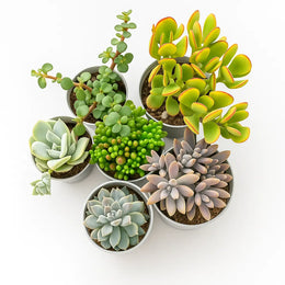 Assorted combo of 6 Succulents