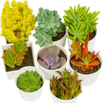 Combo of 8 Plants - Nainileaf