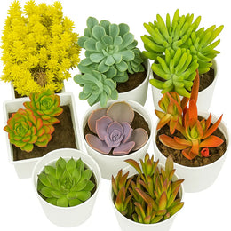Combo of 8 Plants - Nainileaf