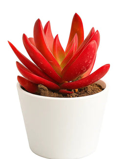Crassula Campfire Plant