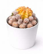 Old Lady Cactus - Nainileaf