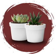Combo of Plants