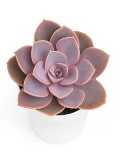 Echeveria PVN Plant