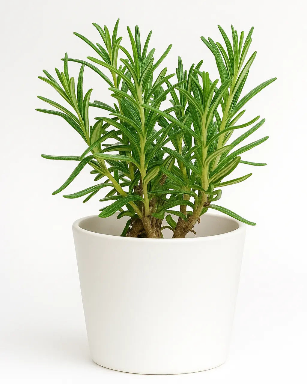 rosemary herb plant Rosemary (Herb) Plant – Nainileaf