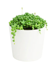 Senecio rowleyanus, String of Pearls Plant