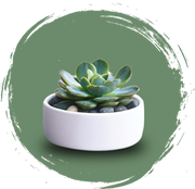 succulents-1