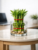 2 Layer Lucky Bamboo Plant With Glass Pot - Nainileaf - Nainileaf
