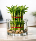 2 Layer Lucky Bamboo Plant With Glass Pot - Nainileaf - Nainileaf