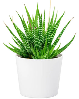 Zebra Haworthia Plant