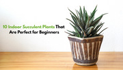 10 Indoor Succulent Plants That Are Perfect for Beginners
