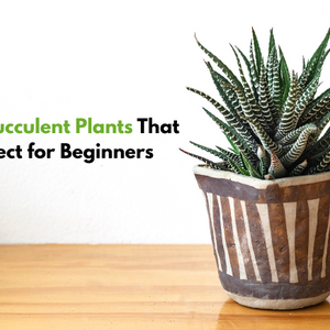 10 Indoor Succulent Plants That Are Perfect for Beginners