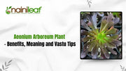 Aeonium Arboreum Plant