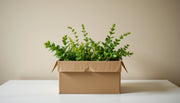 Gifting Plants: Best Options for Every Occasion